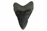 Fossil Megalodon Tooth - South Carolina #160418-1